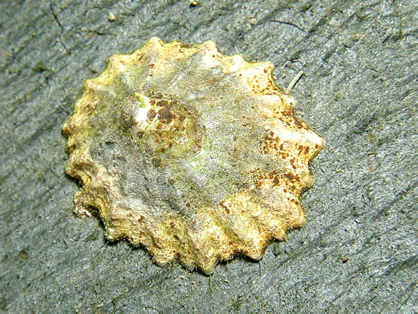 Patella depressa